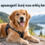 Kaip apsaugoti šunį nuo erkių kelionėje?